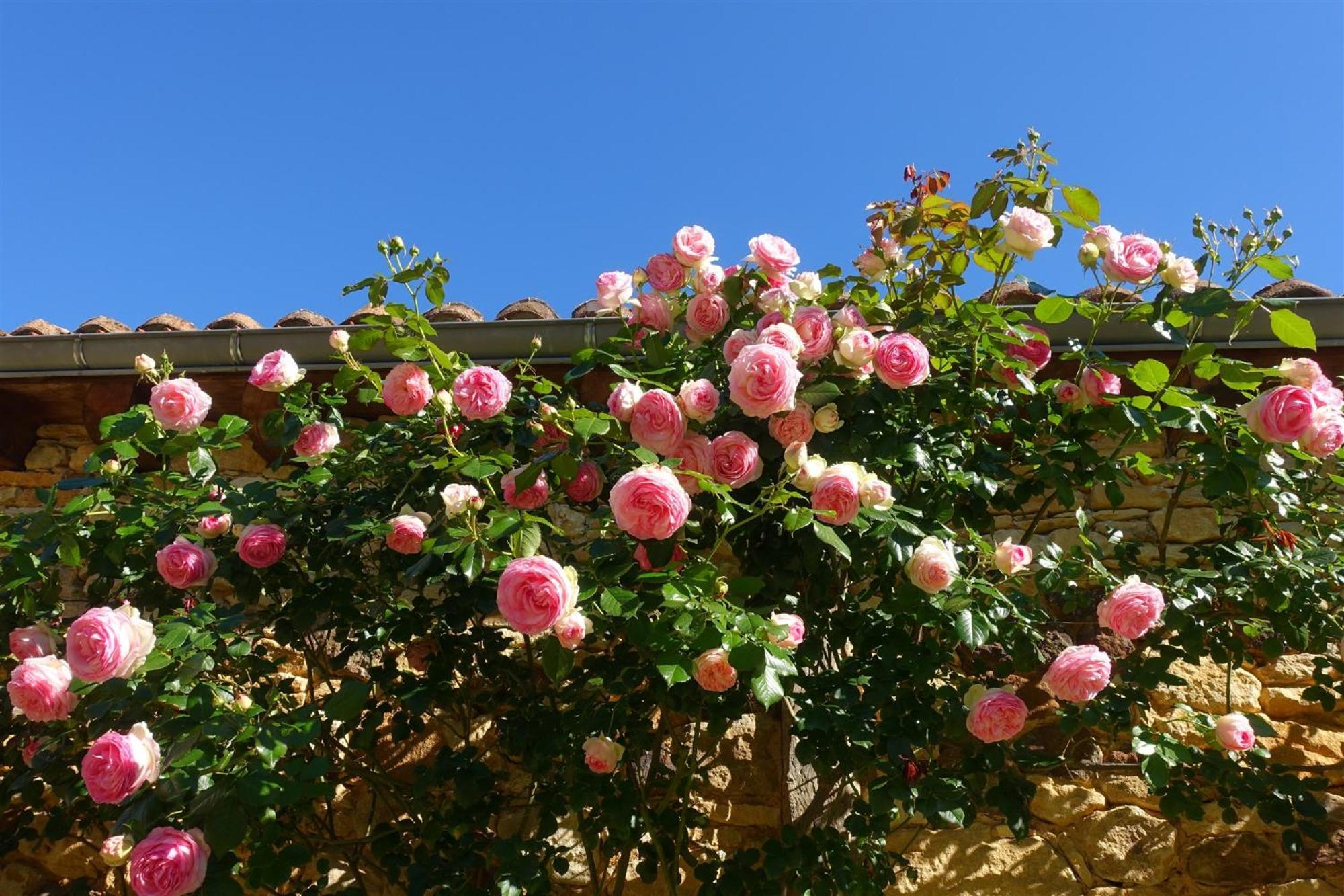 Domaine De Cournet Haut, A 17Th Century Property Set On A Calm, Idyllic Domain With Pool, Tennis, Bikes And More Les Vauries Εξωτερικό φωτογραφία